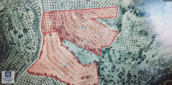 Aydın Bozdoğan Olukbaşıköyü Yatırımlık İncir Ve Zeytinlik Arsası