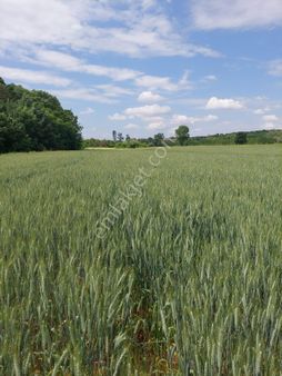 Kırklareli Pınarhisar Kaynarca Akarlar'da Tek Tapu 5308 M2