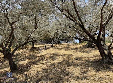 Kemalpaşa Armutlu'da 22.000 M2 Muhteşem Manzaralı Zeytinlik