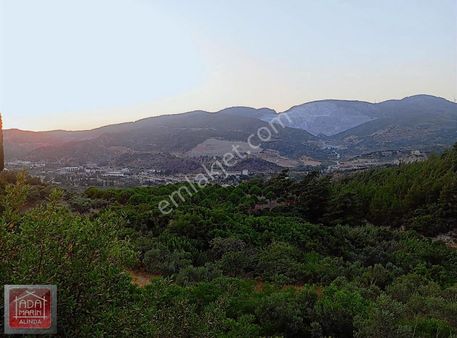 Sökede, 600 Zeytin Ağaçlı, Yüksek Verimli Zeytinlik