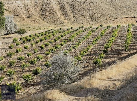 Nevşehir Avanos Göynükte 11.729m² Satılık Bakımlı Evli Bağ