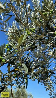 Gümülceli'de Bakımları Yapılan Yetişkin Ağaçlı Satılık Zeytinlik