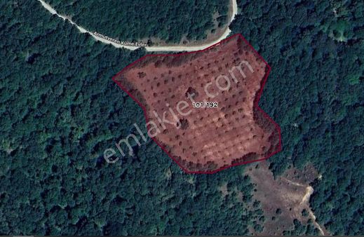 Kırklareli Armutverende 12 Yaşında Karışık Cevizler Olan Bahçe