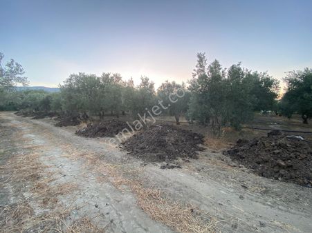 Atbiner Emlaktan Manisa Şehzadeler Aşağıçobanisa Mahallesi Asfalta 55 Metre Cepheli 7100m2 Tarla