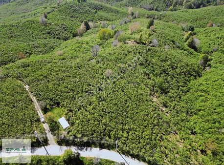 Epa Tekbir'den Kocaali Kirazlı'da Satılık Fındık Bahçesi