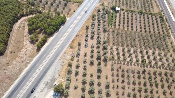 Aslanlar Köyünde Bayındır Asfaltına 161metre Cepheli Zeytinlik