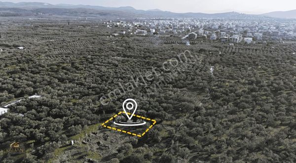 Efendi Mah. Tek Tapu, İmara Yakın,resmi Yolu Olan Zeytinli Tarla