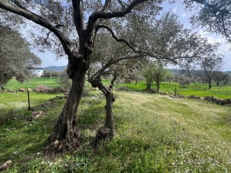 Milas Kısırlar Da Uugun Fırsatlı Kısa Süreli Zeytinli Tarla