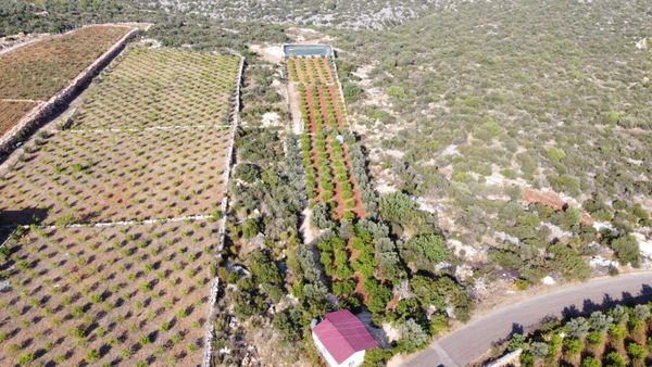 Kumkuyu -ayaş'ta (kızılbağ ) Satılık Tarla