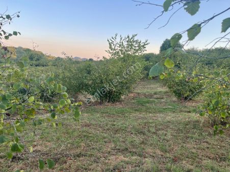 Karasu/resuller Mah.satılık Fındık Bahçesi Gülşen Palta'dan