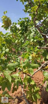 Ezel Den Tınazdere Mhl Bağalı Fıstıklık Ve Zeytinlik Satılıktır