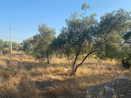 Eray Emlaktan Köyceğiz Zeytinalanında 2000m2 Satılık Tarla