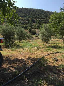 Yıldız Emlaktan Bulanık Mahallesi Satılık Tarla- Bağ