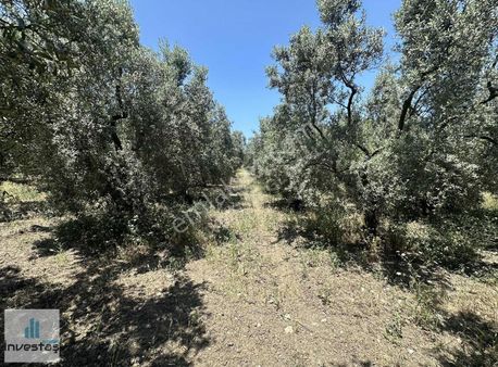 İnvestaş Global Gökçeköy'de 4.850m2 Satılık Tarla