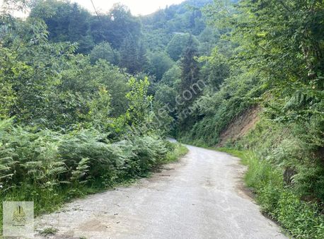 Satlık Fındık Bahcesi