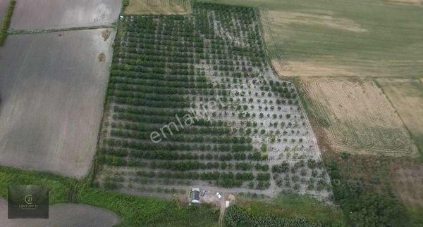 Satılık Cevizlik Ve Müstekil Ev