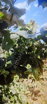 8 Dönüm Müstakil Tapu Bakımlı Verimli Ve Düz Fındık Bahçesi