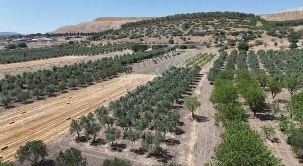 Işıklar Mah.avşar Mevkiinde Satılık 30 Yıllık Zeytinlik Arazisi