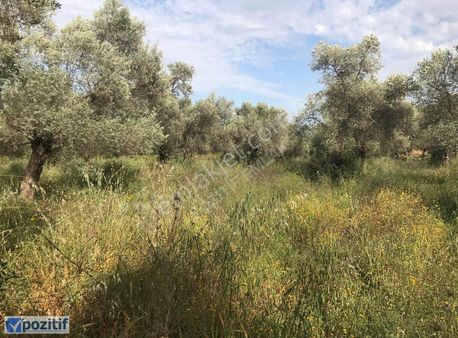 Milas Bafa'da Güzel Konumlu Satılık Aktif Zeytinlik