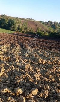 Sabuncuoğlu Gayrımekul Den.bafra Merkez Çatak Mahallesınde Çiftlik