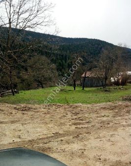 Sabuncuoğlu Gayrımenkul Danışmanlık Dan Sinop Merkez Eymir De Köý İçinde Acil Satılık Kelepir Tarla