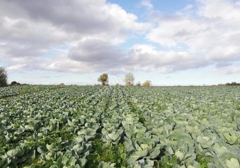 Sabuncuoğlu Gayrimenkul Danışmanlıktan Satılık İmarlı Arsa. 3390m2 Yüz Ölçümlu