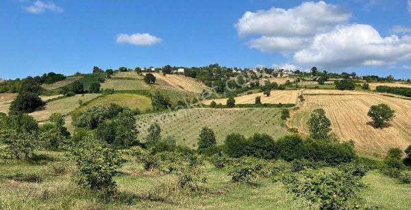 Sabuncuoğlu Gayrimenkul Den.samsun 19 Mayıs, Karacaoğlu Mah.de, 21800 M2..yetişkin Fındık Bahçesi