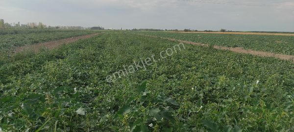 Sezenler Emlaktan Çumra İçeri Çumra Mahallesi'nde Satılık Yol Cepeli Tarla