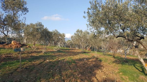 Irmaksudan Edremit Yaylaönün De Kadastro Yolu 24 Dönüm Çift Parsel Zeytinlik