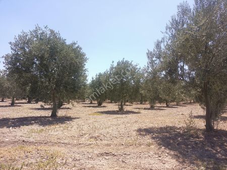Akhisar İlçesi Yatağan Mahallesi Satılık Zeytinlik