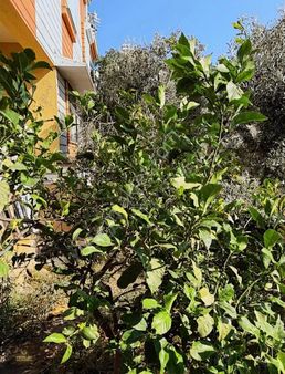 Yeşilay Gayrimenkulden Didim Efelerde Satılık Geniş 4+1 Daire