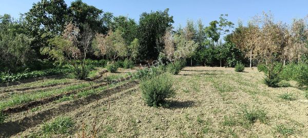 Mirac Emlaktan 720 M2 Arsamiz Satılıktır