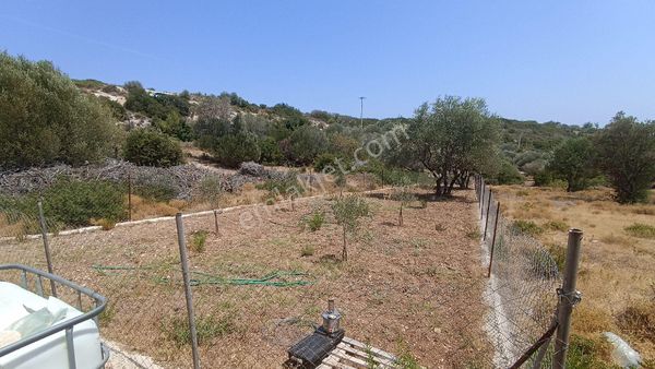 Mordoğan Köyünde 252m2 Etrafı Çitle Çevrili Satılık Tarla