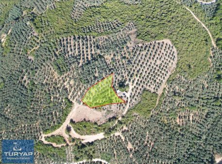 Turyaptan İznik Gölü Manzaralı Yatırıma Uygun Hesaplı Zeytinlik