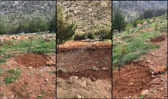 Satılık Keçiboynuzu Bahçesi 7 Dönüm