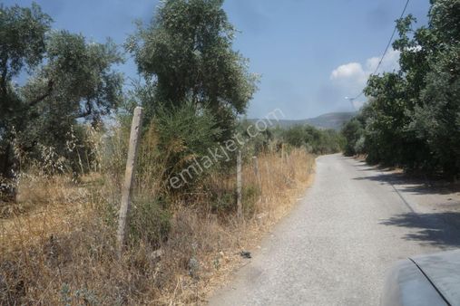 İzmir Torbalı Gold Emlaktan Çiftçigediğinde Satılık Zeytin Bahçesi