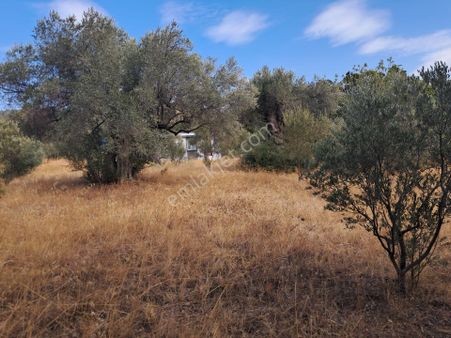 İzmir Torbalı Gold Emlaktan Satılık Zeytinlik