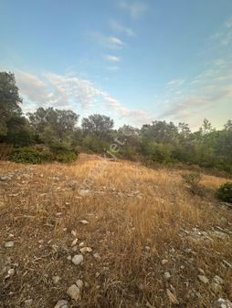 Kazıklı Mahallesinde Satilik 7300 M2 Zeytinlik