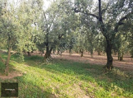 İznik Güven Emlaktan Satılık Zeytin Bahçesi.