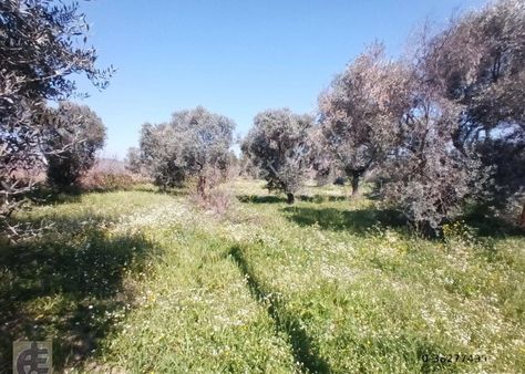 Akkuş Emlak'tan Yol Üzeri Hoby Bahçesi