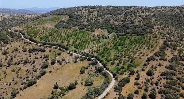 Eminbey Mahallesinde Satılık 32 Dönüm Bademlik