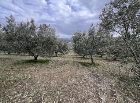 Zeytin Bölgesi Oğulduruk Mahallesinde Kurulu Düzen Zeytin Bahçes