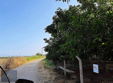 Hazır Yetişkin Bahçe