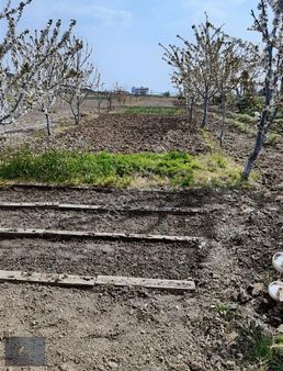 Satılık Meyve Bahçesi