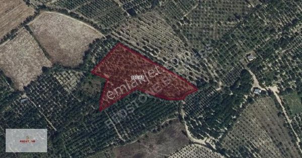 Sultandağı Dereçine'de Meyve Bahçesi