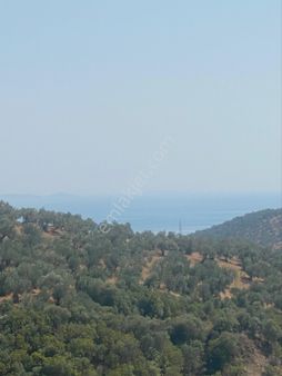 Kücükkuyu Adatepe Mevki Kelepir Zeytinlık