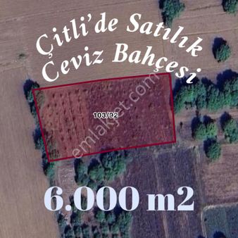 Altınbaş Emlak'tan Çitli'de Satılık Ceviz Bahçesi