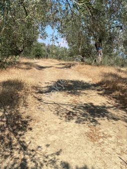 Küçükkuyu Kücükçetmi Kelepir Zeytinlık