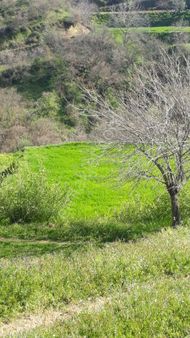 İzmir Ödemiş Cevizalan'da Yola Çok Yakın Fırsat Satılık Tarla Ve Taş Ev(fiyat Düştü)