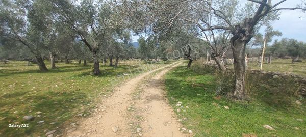 Işıkhan Emlaktan Akçay Kızılkeçili Arası Bakımlı Harika Konumda Zeytinlik